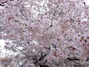 安曇野市黒沢川の川沿いを埋め尽くす満開の桜