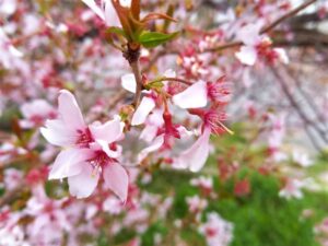 散り際の桜