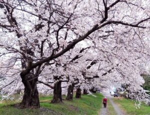 安曇野市黒沢川の川沿いを埋め尽くす満開の桜と母
