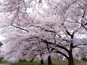 安曇野市黒沢川の河川敷 ２０２３年の満開の桜