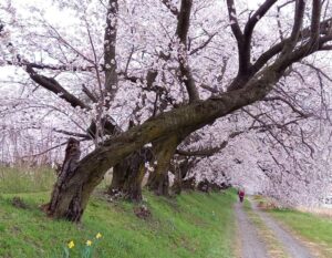 安曇野市黒沢川の川沿いを埋め尽くす満開の桜と土手の水仙と母