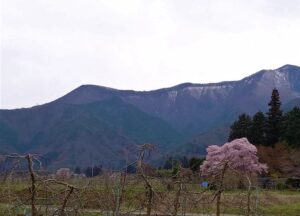 安曇野市小倉の桜
