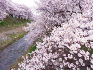 安曇野市黒沢川の川沿いを埋め尽くす満開の桜
