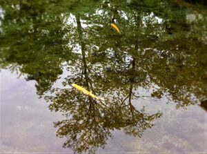 長野県安曇野市の大王わさび農場にて アルビノのニジマスが泳ぐ美しく清んだ湧水とその鏡のような湧水に映りこむ曇天下の新緑