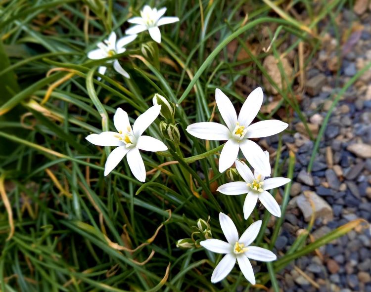 ５月の白い花