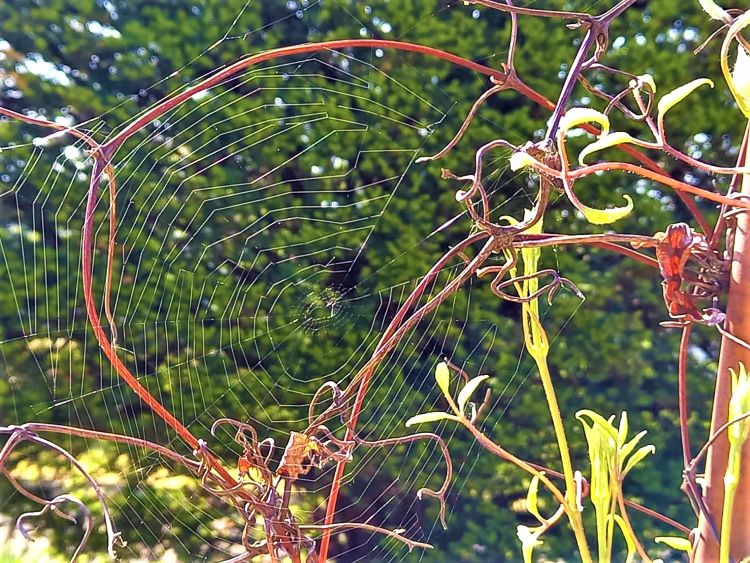 蜘蛛の巣の芸術