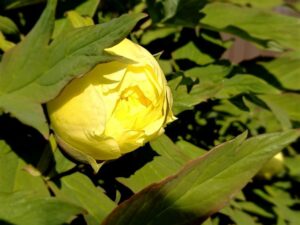 長野県 松本市の玄向寺の庭に咲く黄色い大きな牡丹のつぼみ