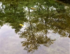アルビノのニジマスが泳ぐ美しく清んだ湧水とその鏡のような湧水に映りこむ曇天下の新緑
