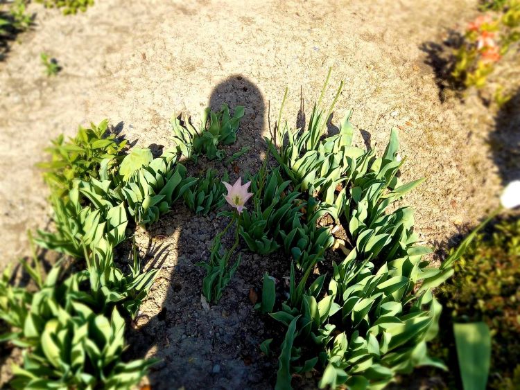 庭のチューリップ畑で咲いた一輪のチューリップを自分の影の心の部分にあてて撮影
