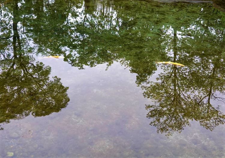 アルビノのニジマスが泳ぐ美しく清んだ湧水とその鏡のような湧水に映りこむ曇天下の新緑