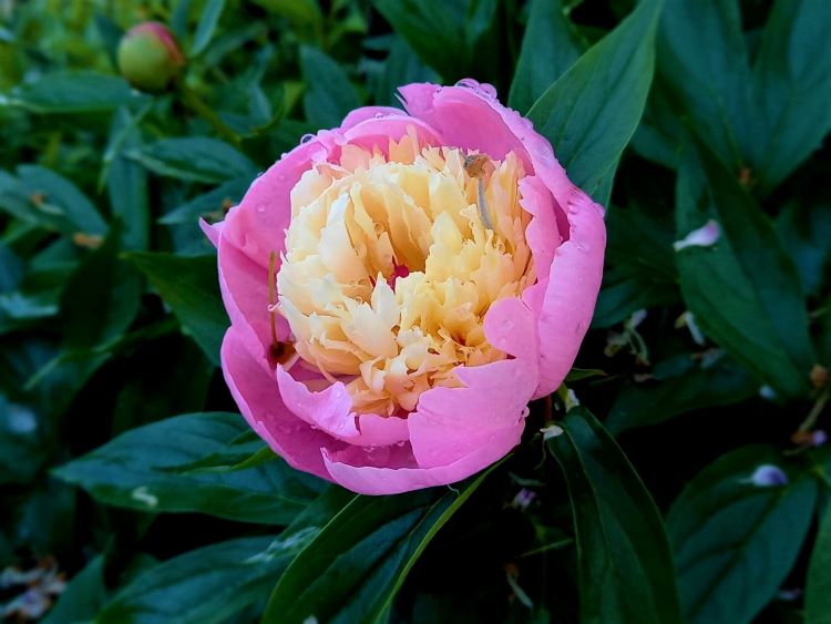 安曇野市 知人のお宅の庭のピンクの縁の芍薬