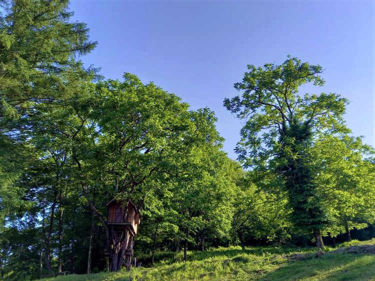 長野県池田町のカミツレの里の森林とツリーハウス