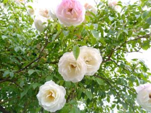 透明感ある白とピンクのバラ