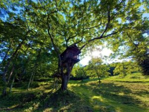 長野県　池田町の カミツレの里にあるツリーハウスと森林