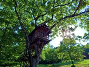 長野県　池田町の カミツレの里にあるツリーハウスと森林