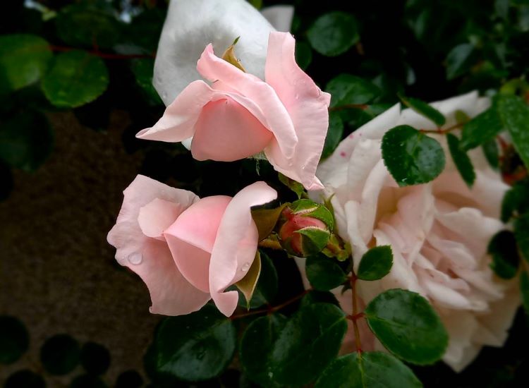 妖艶なうすピンクのバラ
