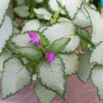 寄せ植え　白と緑に花