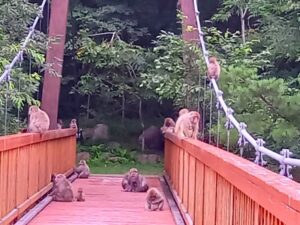 烏川渓谷吊り橋の先に猿の群れ