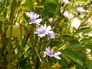 ピッコラーナの薄紫の花