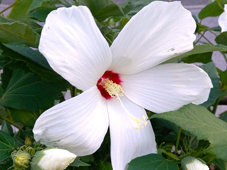 白い夏の花