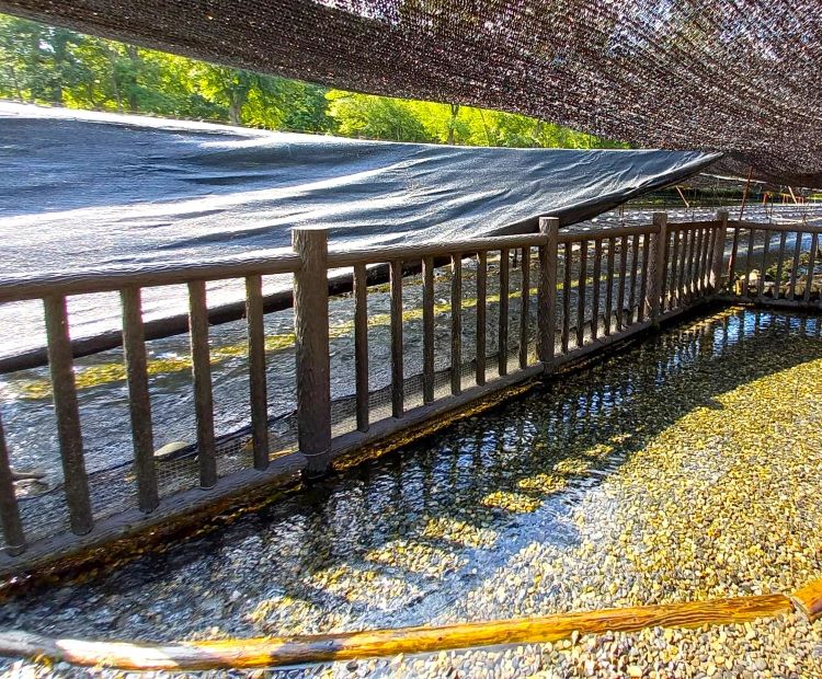 わさび農場の水場