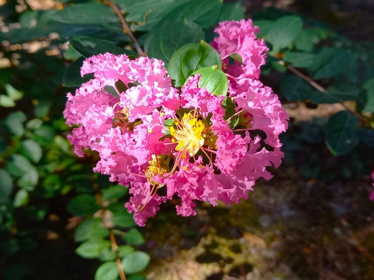 南庭の小さなサルスベリの花