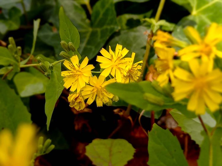 安曇地区の堤防沿いに咲く黄色い花