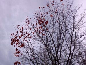 枯れ葉のついた木 八ヶ岳