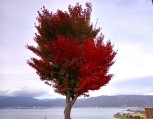 諏訪湖の紅葉