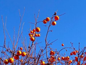 ２０２３年秋の柿の実がついた柿の木