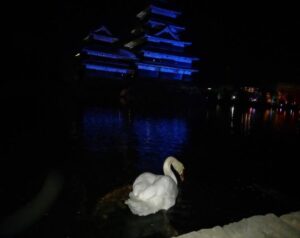 夜の松本城とお堀の白鳥