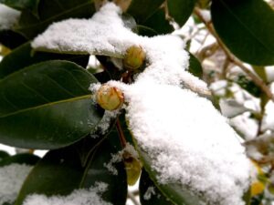 椿のツボミと積雪