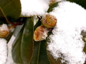 椿のツボミと積雪
