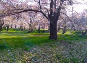 城山公園の桜と葉桜３