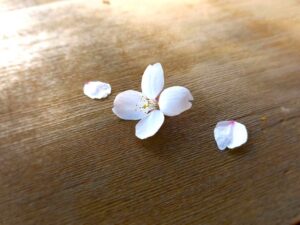 テーブルの上の桜の花弁