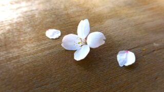 テーブルの上の桜の花弁