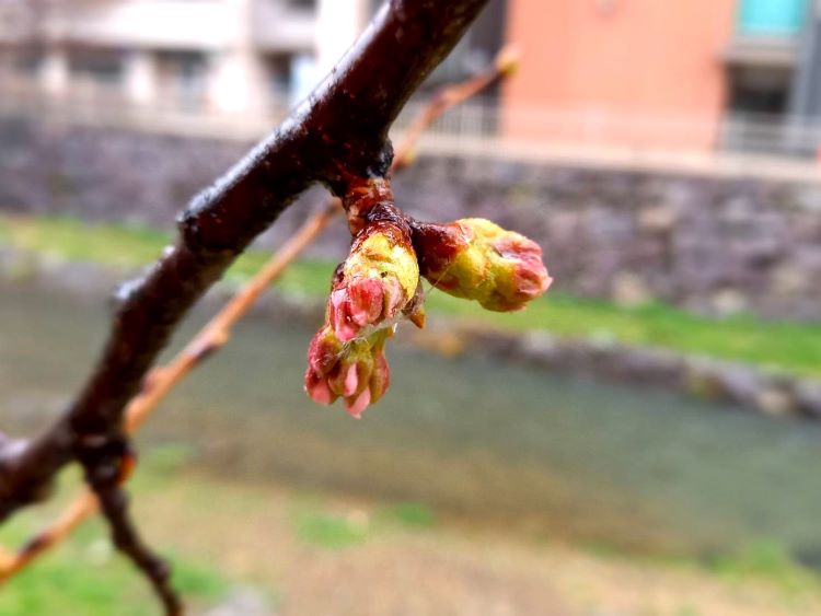 松本市内女鳥羽川の桜の蕾