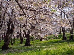 城山公園の桜と葉桜２