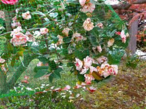 ネットをかけた椿と椿の花
