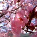 濃いピンクの桜１　２０２４