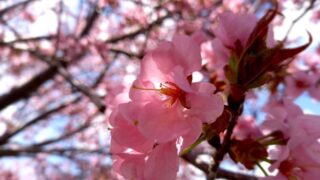 濃いピンクの桜１　２０２４