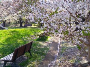 城山公園の桜と葉桜