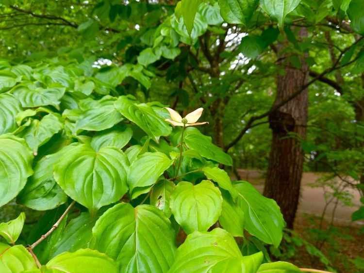 あづみの公園の木々の新芽