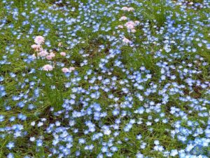 アルプスあづみの公園のネモフイラ