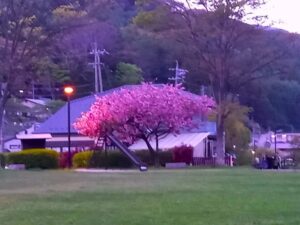 桜と奈良井宿