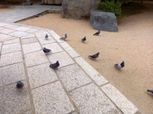四柱神社の鳩