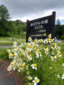 カミツレの里　看板とカミツレの花