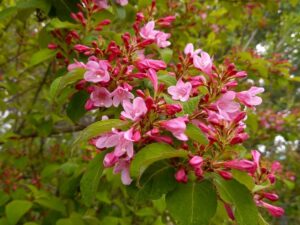 アルプスあづみの公園の5月　ピンクの花