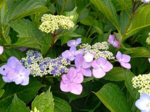 裏庭の紫陽花