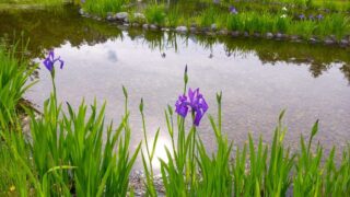 あやめの咲く池　アルプスあづみの公園